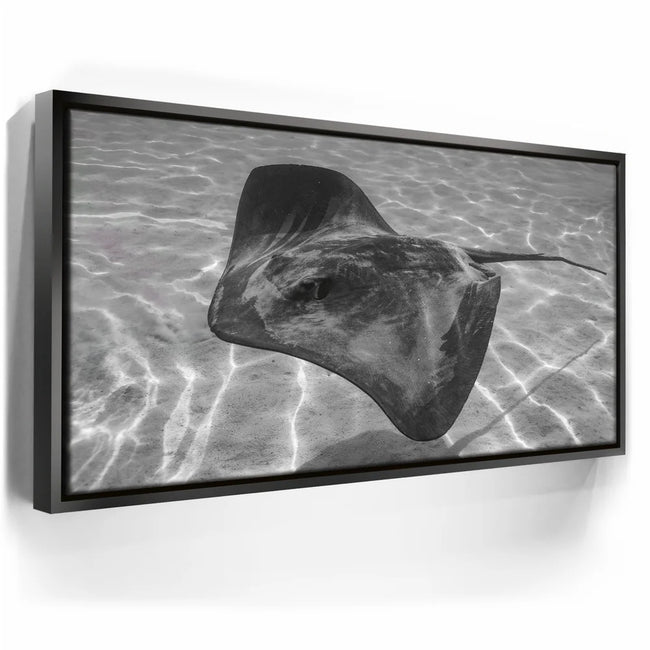 Featured image 5 for Ocean Flying B&W, Tahiti