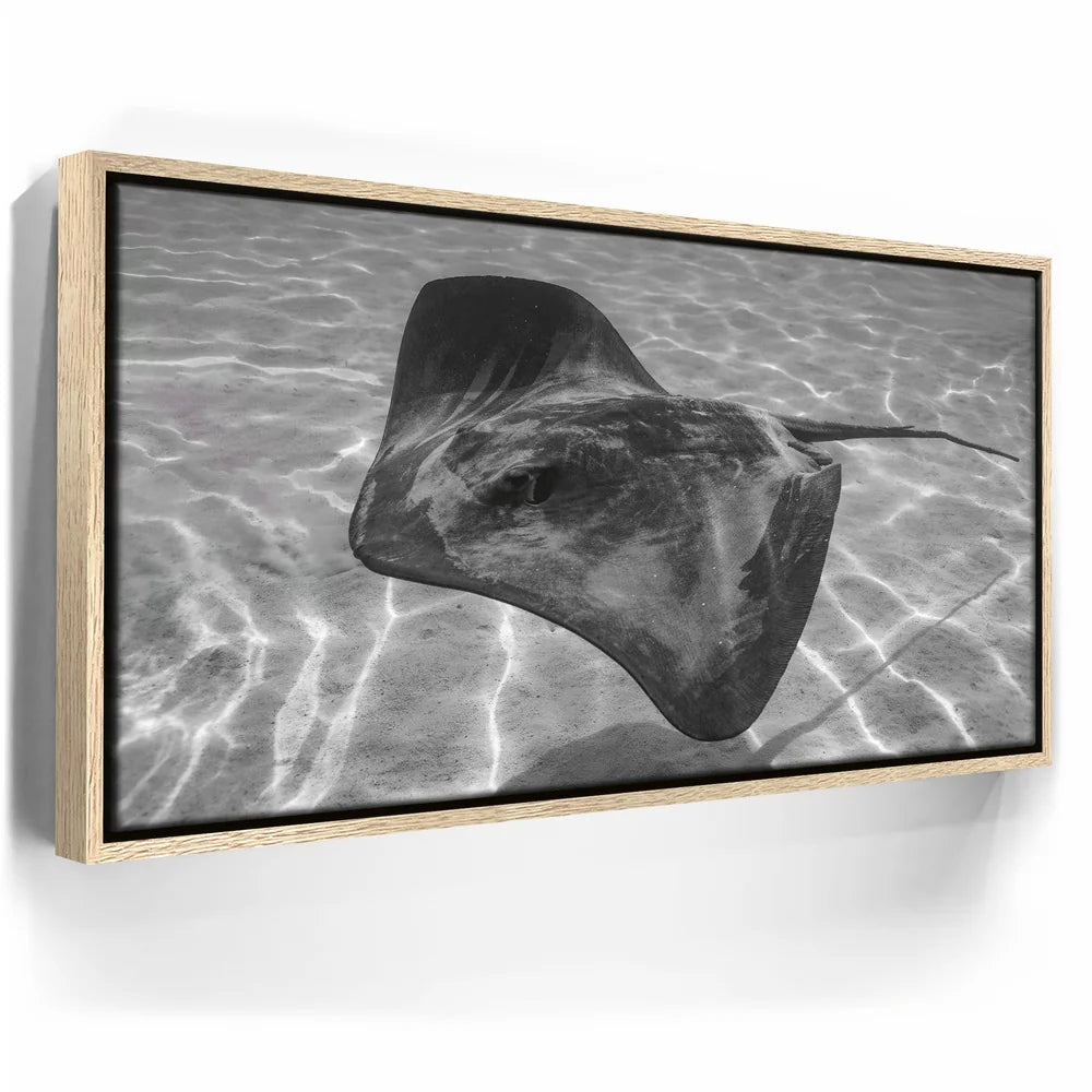 Featured image 9 for Ocean Flying B&W, Tahiti