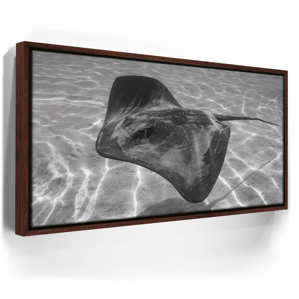 Featured image 10 for Ocean Flying B&W, Tahiti