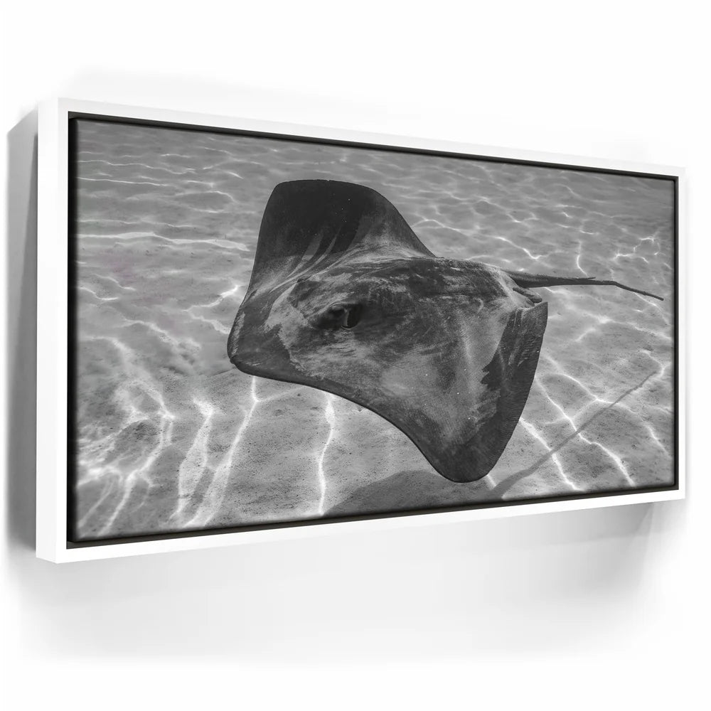 Featured image 6 for Ocean Flying B&W, Tahiti