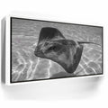 Featured image 6 for Ocean Flying B&W, Tahiti