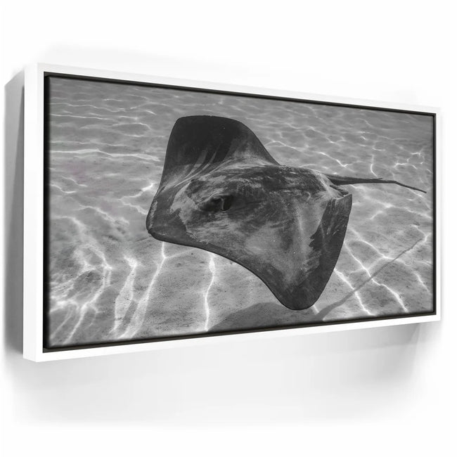 Featured image 6 for Ocean Flying B&W, Tahiti