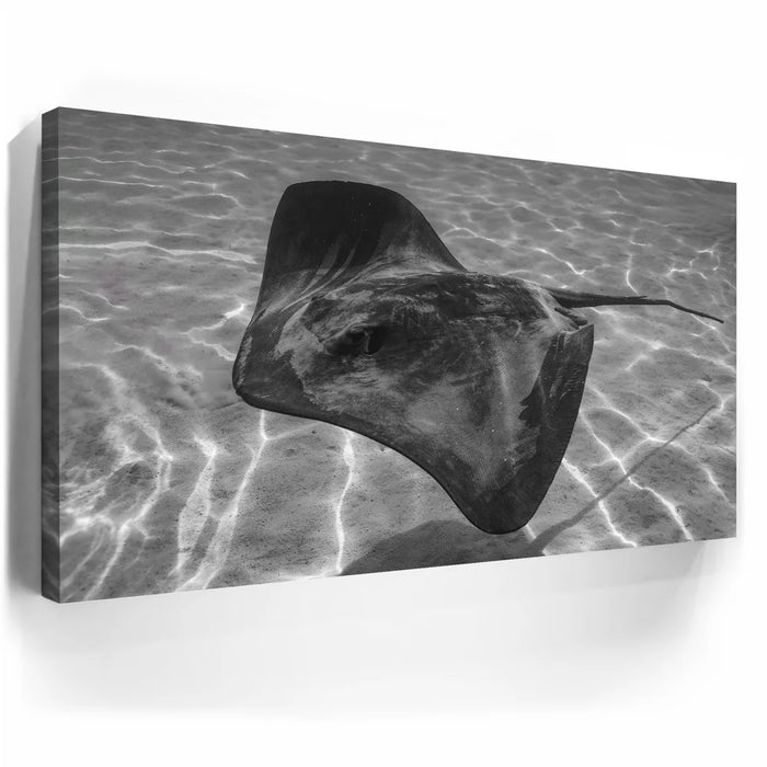 Featured image 5 for Ocean Flying B&W, Tahiti