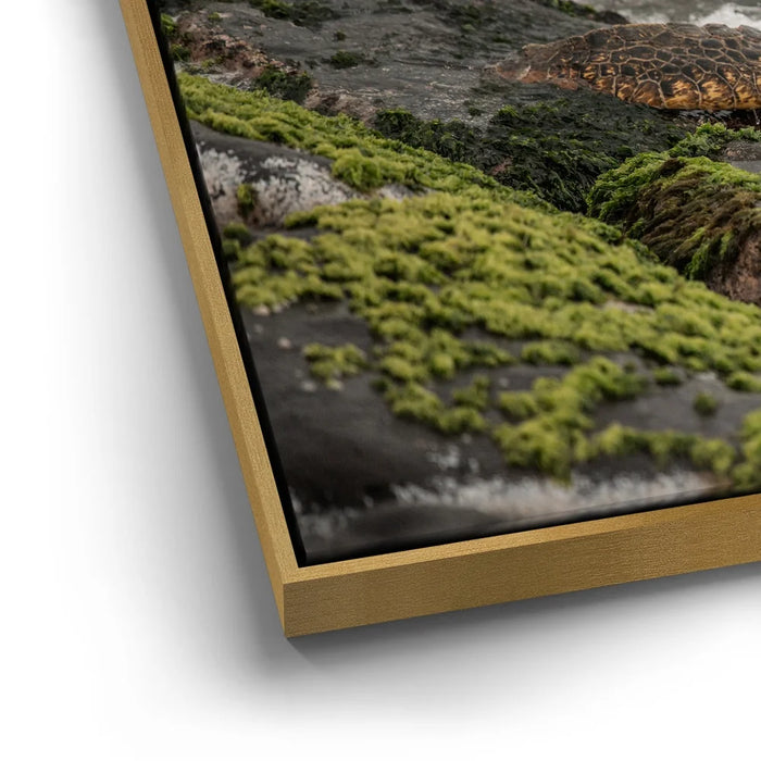 Featured image 12 for Ocean Guardian - Maui, HI