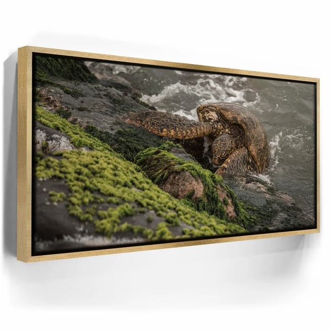 Featured image 7 for Ocean Guardian - Maui, HI