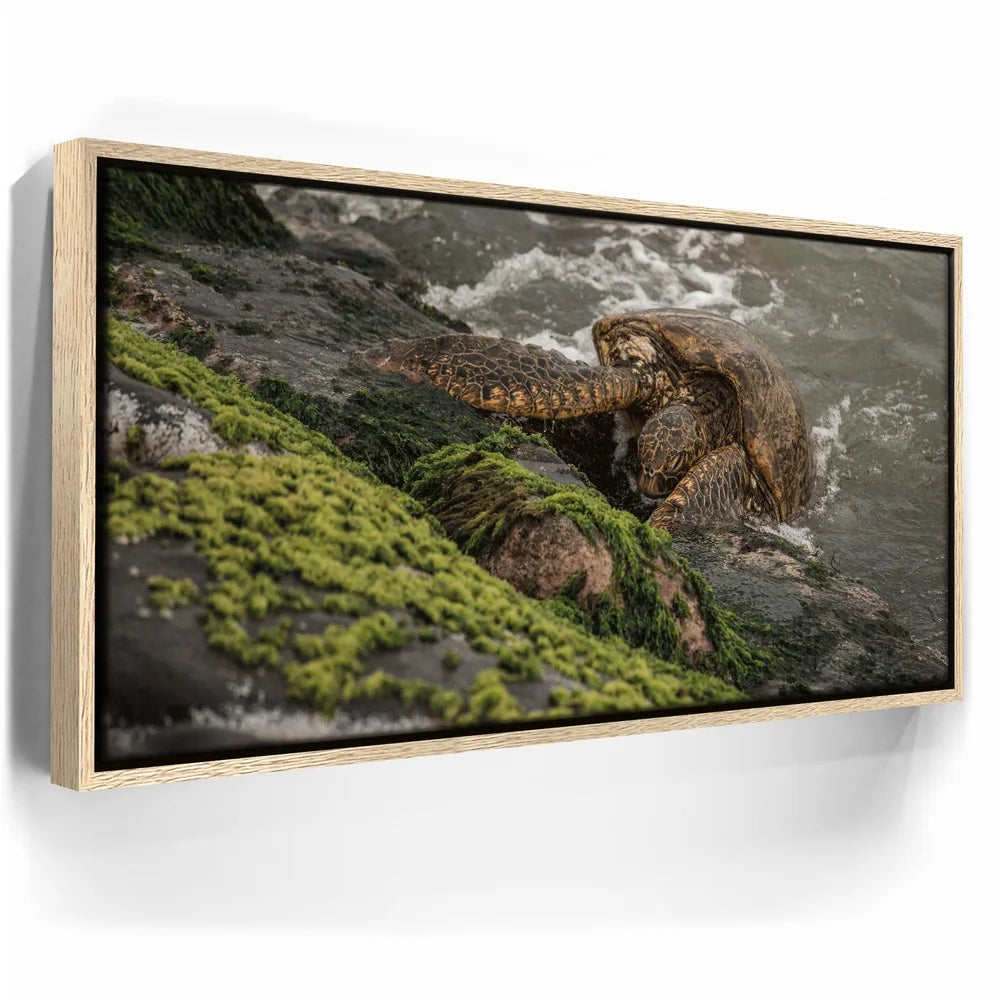 Featured image 9 for Ocean Guardian - Maui, HI