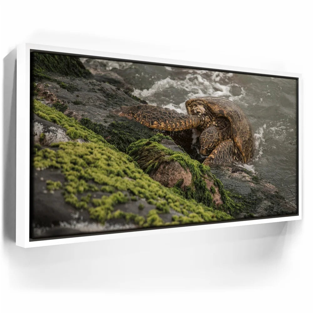 Featured image 6 for Ocean Guardian - Maui, HI