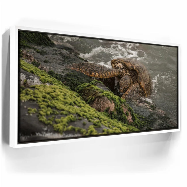 Featured image 6 for Ocean Guardian - Maui, HI