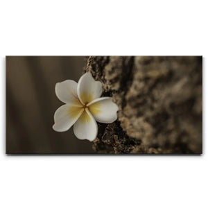 Painted Plumeria, Maui