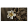 Featured image 1 for Painted Plumeria, Maui