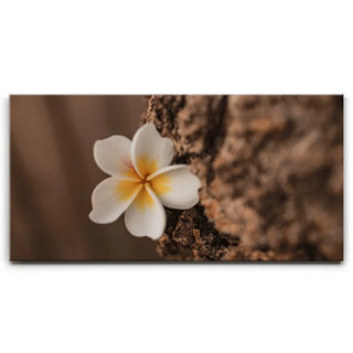 Painted Plumeria, Maui