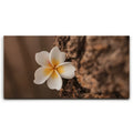 Featured image 1 for Painted Plumeria, Maui