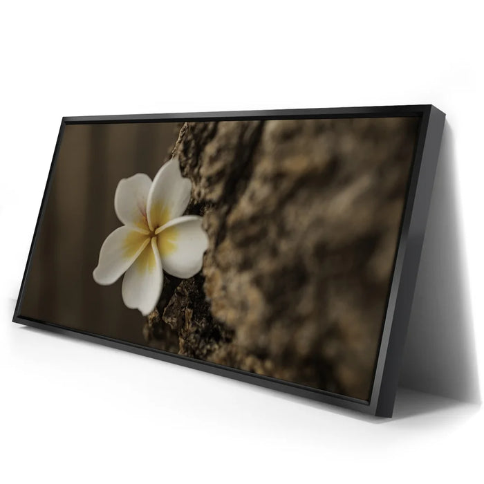 Featured image 2 for Painted Plumeria, Maui