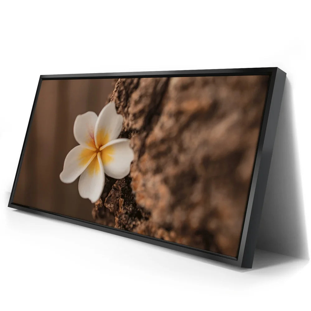 Featured image 2 for Painted Plumeria, Maui