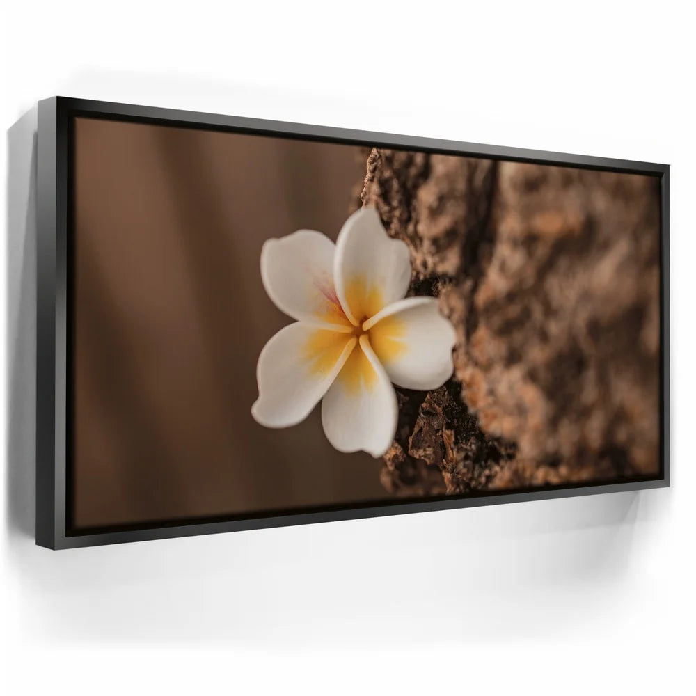 Featured image 5 for Painted Plumeria, Maui