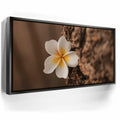 Featured image 5 for Painted Plumeria, Maui