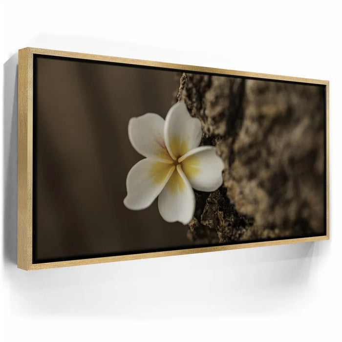 Featured image 7 for Painted Plumeria, Maui