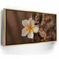 Featured image 7 for Painted Plumeria, Maui