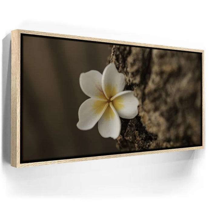 Featured image 9 for Painted Plumeria, Maui