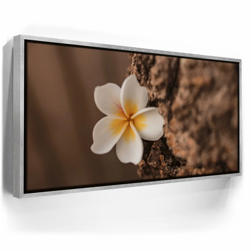 Featured image 8 for Painted Plumeria, Maui