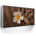 Featured image 8 for Painted Plumeria, Maui