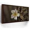 Featured image 10 for Painted Plumeria, Maui