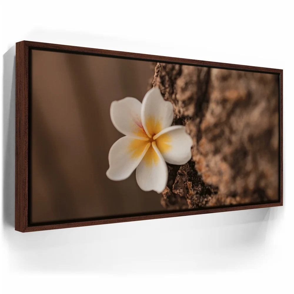 Featured image 10 for Painted Plumeria, Maui