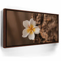 Featured image 10 for Painted Plumeria, Maui