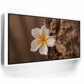 Featured image 6 for Painted Plumeria, Maui