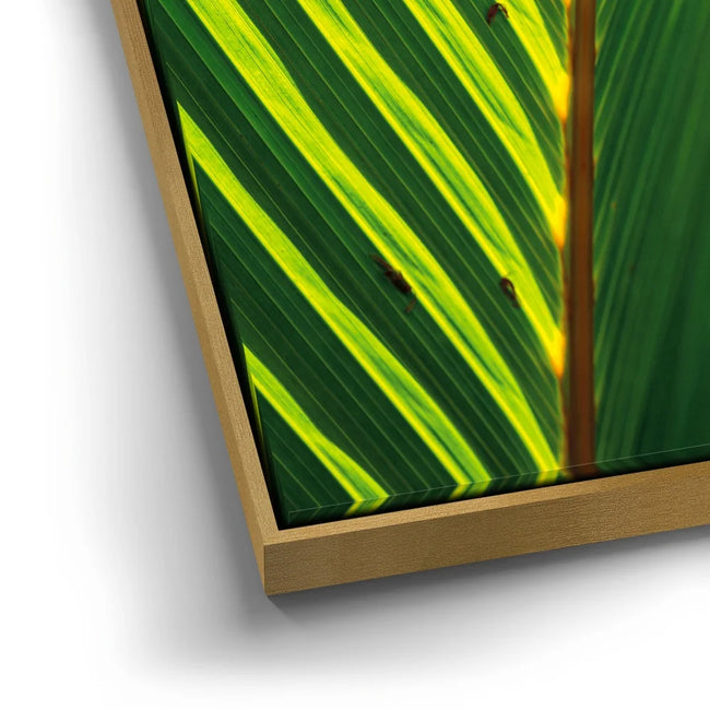 Featured image 12 for Palm Serenity