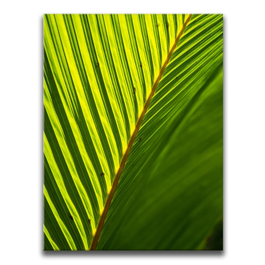 Palm Serenity