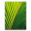 Featured image 1 for Palm Serenity