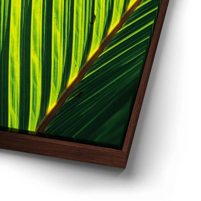 Featured image 14 for Palm Serenity II