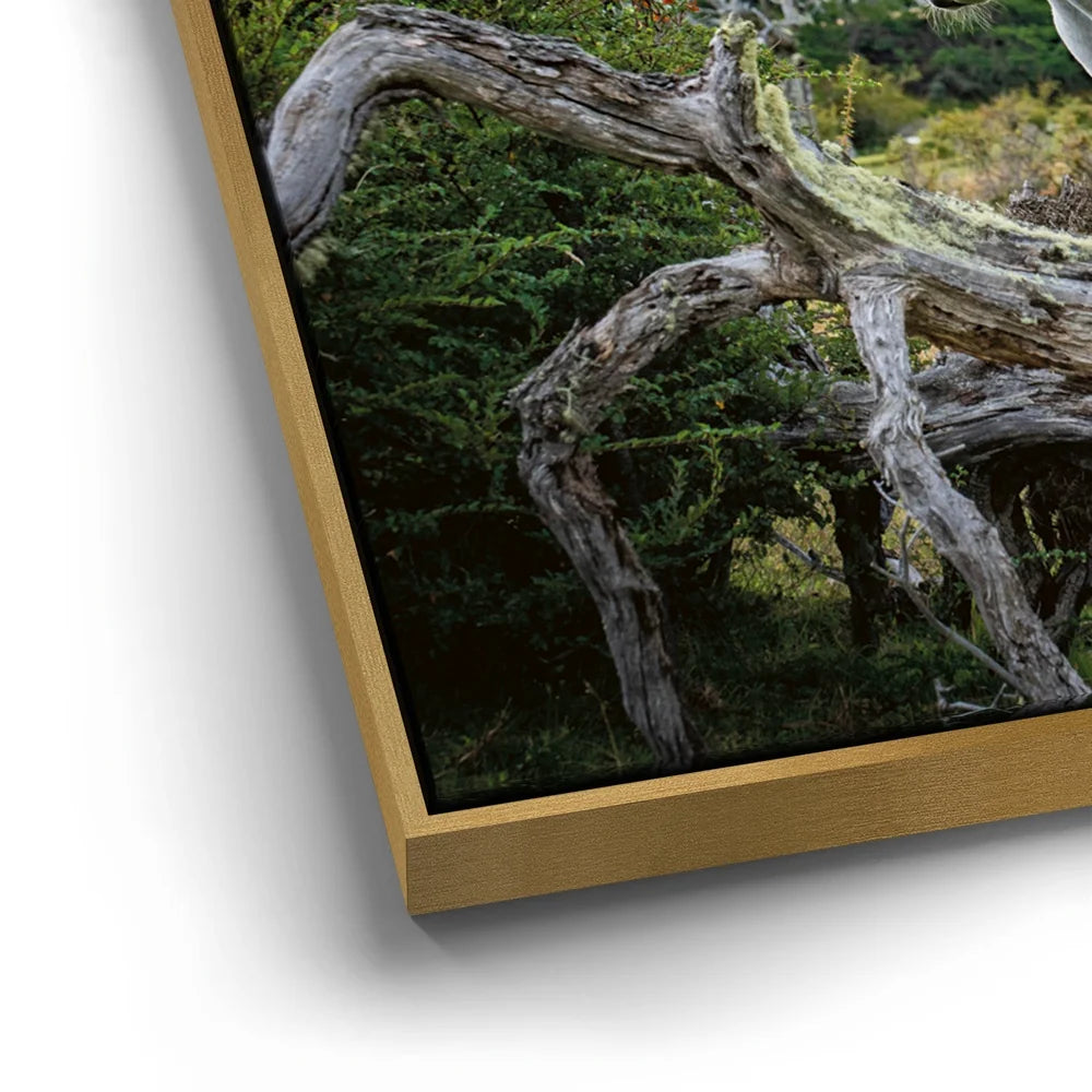 Featured image 13 for Patagonian Freedom