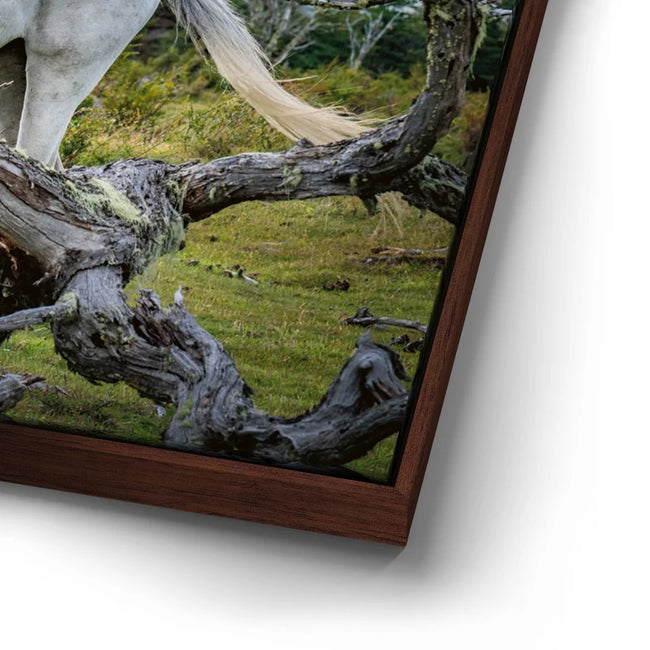 Featured image 15 for Patagonian Freedom