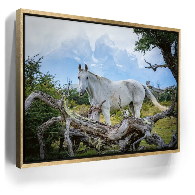 Featured image 8 for Patagonian Freedom