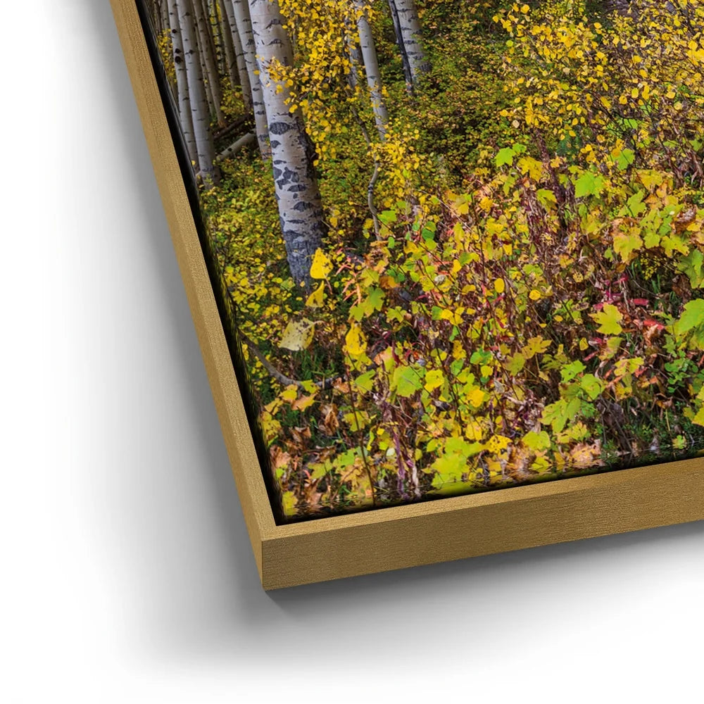 Featured image 12 for Path of the Aspens