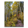 Featured image 1 for Path of the Aspens