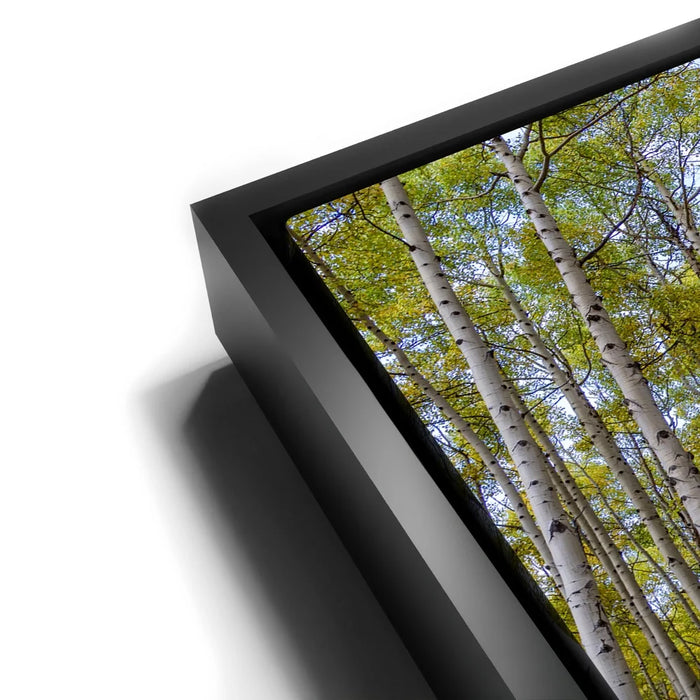 Featured image 11 for Path of the Aspens