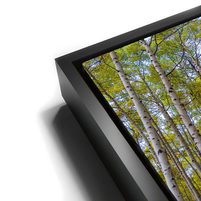 Featured image 11 for Path of the Aspens