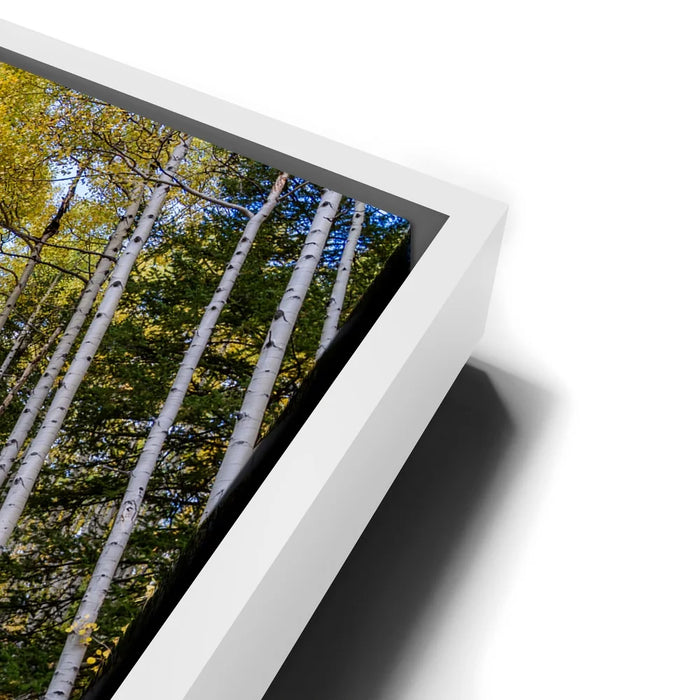 Featured image 13 for Path of the Aspens