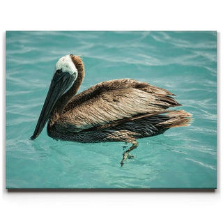 Pelican in Calm Waters - La Ventana - Mexico