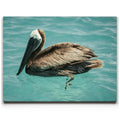 Featured image 1 for Pelican in Calm Waters - La Ventana - Mexico