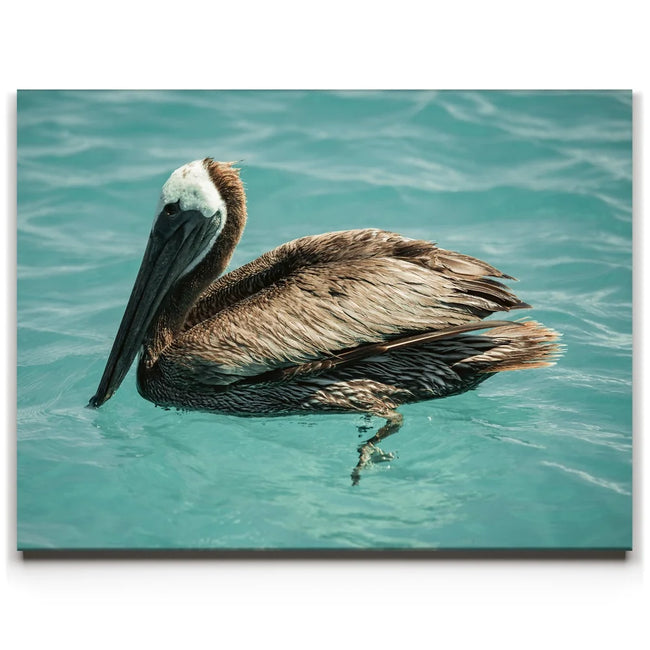 Featured image 1 for Pelican in Calm Waters - La Ventana - Mexico