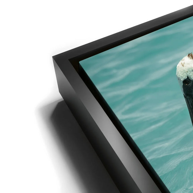 Featured image 12 for Pelican in Calm Waters - La Ventana - Mexico