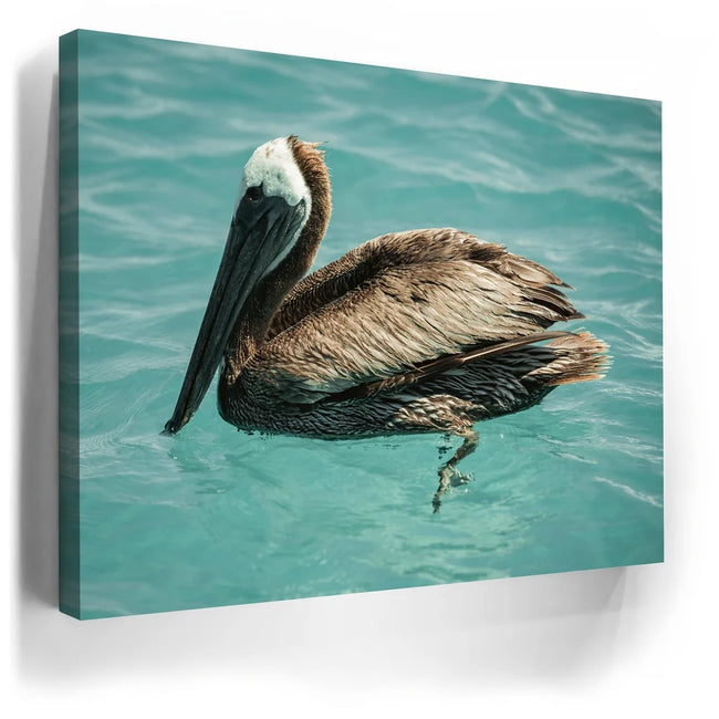 Featured image 3 for Pelican in Calm Waters - La Ventana - Mexico