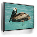 Featured image 9 for Pelican in Calm Waters - La Ventana - Mexico