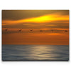 Featured image 1 for Pelicans in a Line