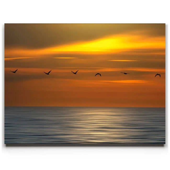 Featured image 1 for Pelicans in a Line
