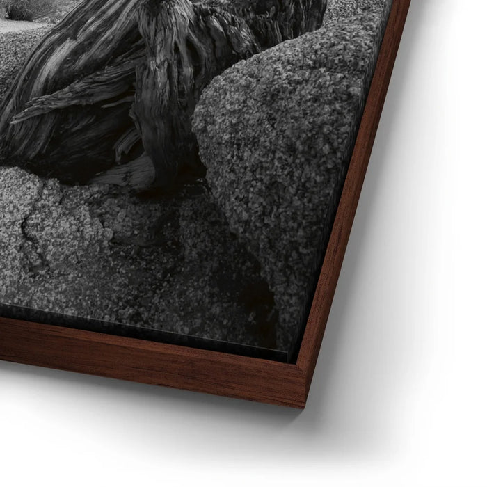 Featured image 14 for Penguin Rock